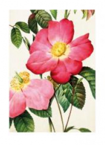 Karnet ST338 B6 + koperta Francuska róża