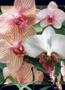 Magnes 3D Orchidea